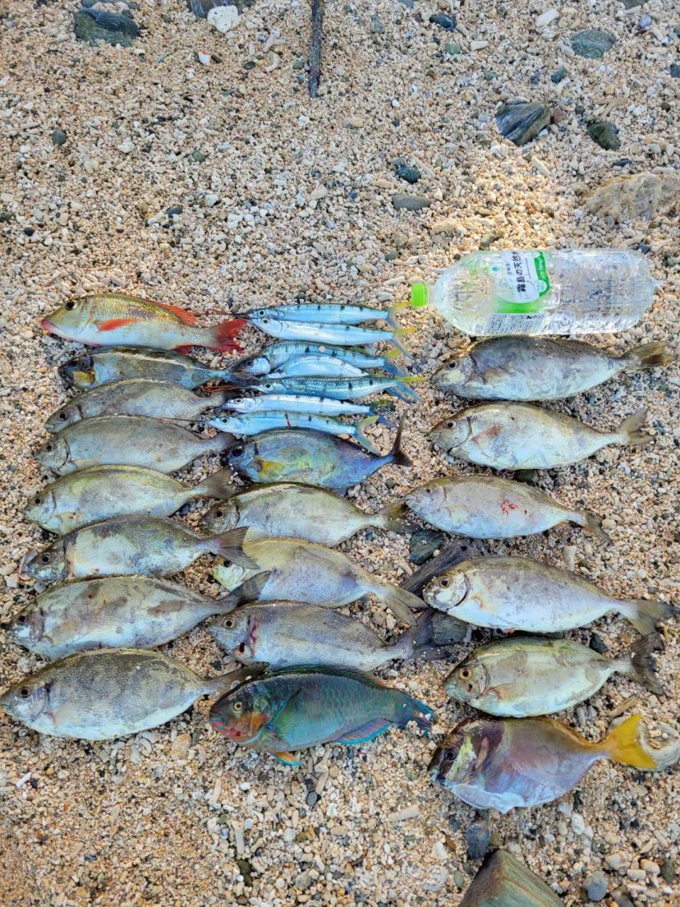 石垣島 旬の南国魚の釣果|浜ちゃん観光